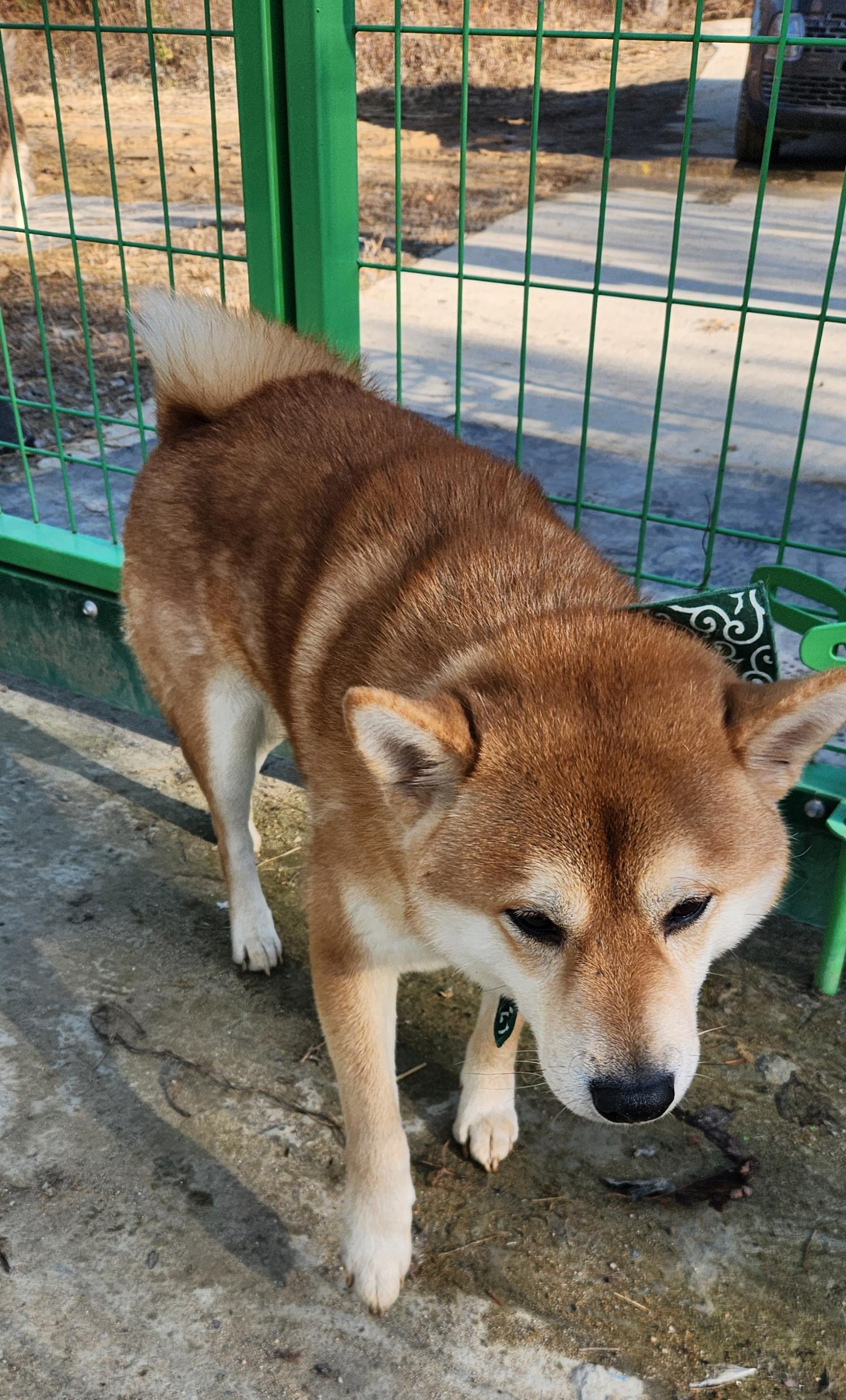 예산임시동물보호센터_444461202400744